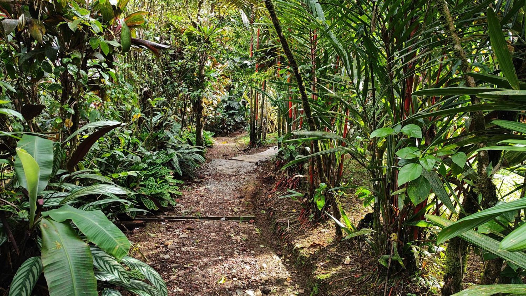 Rio Celeste Nature View Upala Pokój zdjęcie